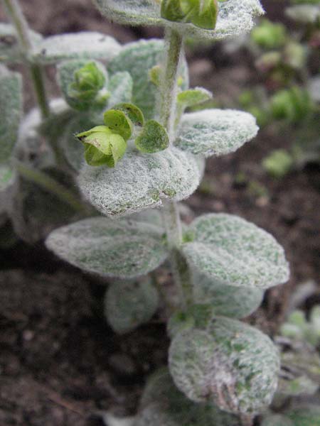 Origanum dictamnus \ Diptam-Dost, Kretischer Oregano / Dittany of Crete, D Lorsch 1.7.2007