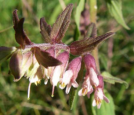 Odontites vulgaris \ Spter Zahntrost, Gewhnlicher Zahntrost / Red Bartsia, D Karlsruhe 18.8.2008