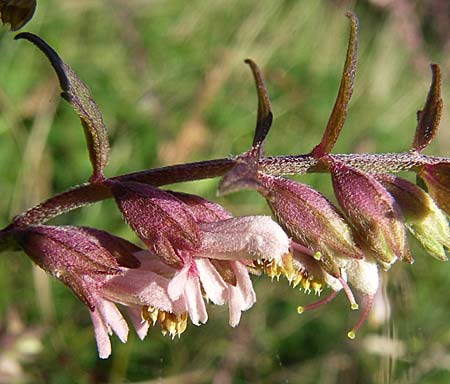 Odontites vulgaris \ Spter Zahntrost, Gewhnlicher Zahntrost / Red Bartsia, D Karlsruhe 18.8.2008