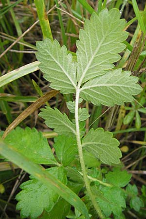 Agrimonia eupatoria \ Kleiner Odermennig / Agrimony, D Hanau 17.7.2009