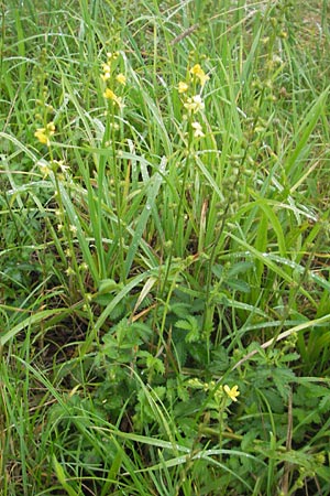 Agrimonia eupatoria \ Kleiner Odermennig / Agrimony, D Hanau 17.7.2009