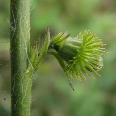Agrimonia procera \ Wohlriechender Odermennig / Fragrant Agrimony, D Hanau 20.7.2009