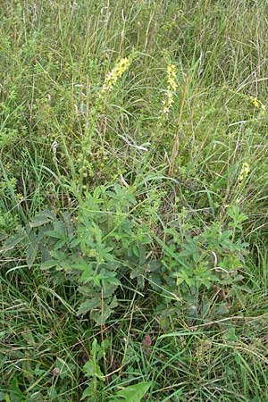 Agrimonia procera \ Wohlriechender Odermennig / Fragrant Agrimony, D Hanau 20.7.2009