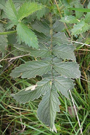 Agrimonia procera \ Wohlriechender Odermennig / Fragrant Agrimony, D Hanau 20.7.2009
