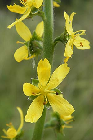 Agrimonia procera \ Wohlriechender Odermennig / Fragrant Agrimony, D Hanau 20.7.2009