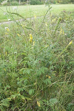 Agrimonia procera \ Wohlriechender Odermennig / Fragrant Agrimony, D Hanau 20.7.2009