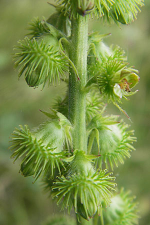 Agrimonia procera \ Wohlriechender Odermennig / Fragrant Agrimony, D Hanau 20.7.2009