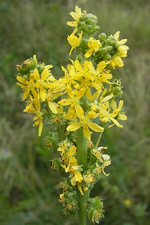 Agrimonia procera \ Wohlriechender Odermennig / Fragrant Agrimony, D Hanau 20.7.2009