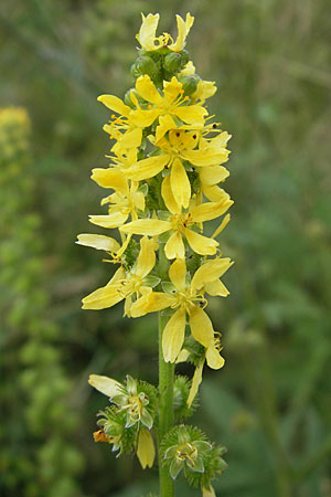 Agrimonia procera \ Wohlriechender Odermennig / Fragrant Agrimony, D Hanau 20.7.2009