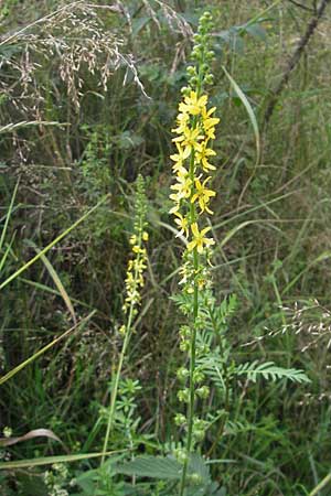 Agrimonia procera \ Wohlriechender Odermennig / Fragrant Agrimony, D Hanau 20.7.2009