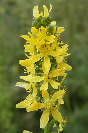 Agrimonia procera \ Wohlriechender Odermennig / Fragrant Agrimony, D Hanau 20.7.2009