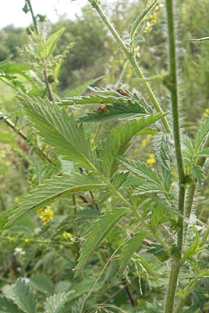 Agrimonia procera \ Wohlriechender Odermennig / Fragrant Agrimony, D Hanau 20.7.2009