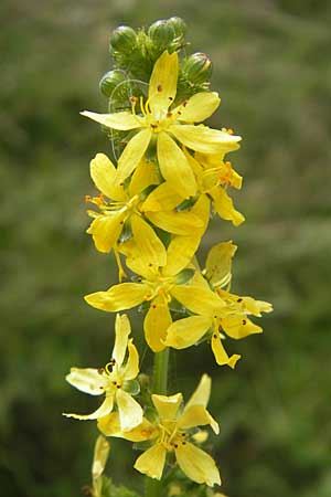 Agrimonia procera \ Wohlriechender Odermennig / Fragrant Agrimony, D Hanau 20.7.2009