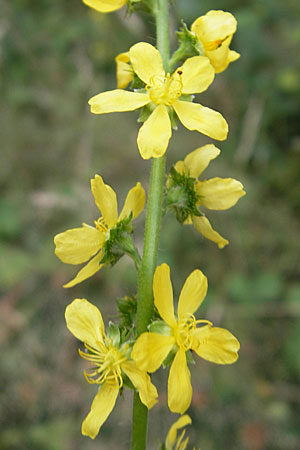 Agrimonia procera \ Wohlriechender Odermennig / Fragrant Agrimony, D Pfalz, Speyer 22.7.2009