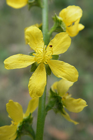 Agrimonia procera \ Wohlriechender Odermennig / Fragrant Agrimony, D Pfalz, Speyer 22.7.2009