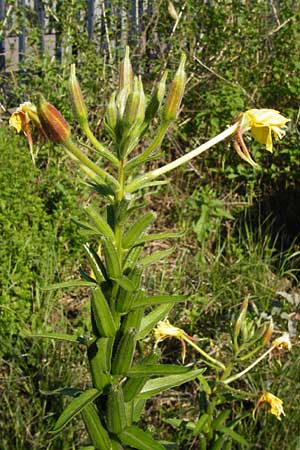 Oenothera drawertii \ Drawerts Nachtkerze / Drawert's Evening Primrose, D Graben-Neudorf 15.7.2014