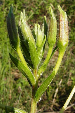 Oenothera drawertii \ Drawerts Nachtkerze / Drawert's Evening Primrose, D Graben-Neudorf 15.7.2014