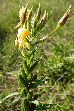 Oenothera drawertii \ Drawerts Nachtkerze / Drawert's Evening Primrose, D Graben-Neudorf 15.7.2014