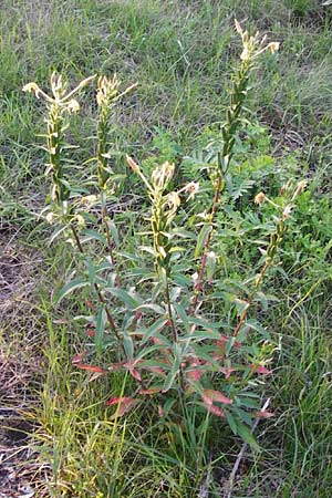 Oenothera drawertii \ Drawerts Nachtkerze / Drawert's Evening Primrose, D Graben-Neudorf 15.7.2014