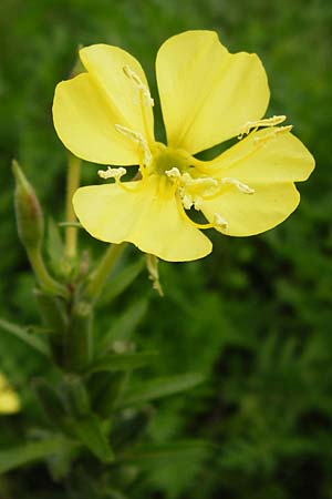 Oenothera drawertii \ Drawerts Nachtkerze / Drawert's Evening Primrose, D Graben-Neudorf 28.7.2014