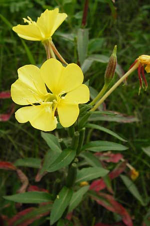 Oenothera drawertii \ Drawerts Nachtkerze / Drawert's Evening Primrose, D Graben-Neudorf 28.7.2014