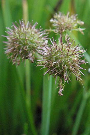 Oenanthe fistulosa \ Rhriger Wasserfenchel, Rhrige Pferdesaat / Tubular Water Dropwort, D Botan. Gar.  Universit.  Heidelberg 30.6.2007