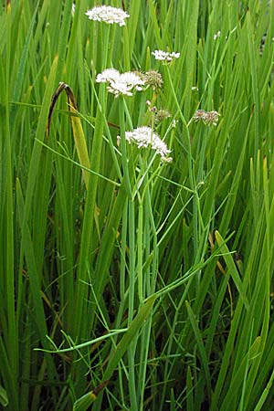 Oenanthe fistulosa \ Rhriger Wasserfenchel, Rhrige Pferdesaat / Tubular Water Dropwort, D Botan. Gar.  Universit.  Heidelberg 30.6.2007