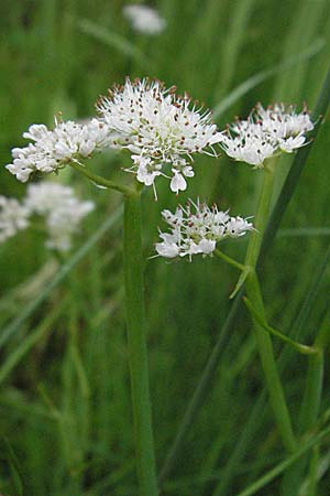 Oenanthe fistulosa \ Rhriger Wasserfenchel, Rhrige Pferdesaat / Tubular Water Dropwort, D Botan. Gar.  Universit.  Heidelberg 30.6.2007