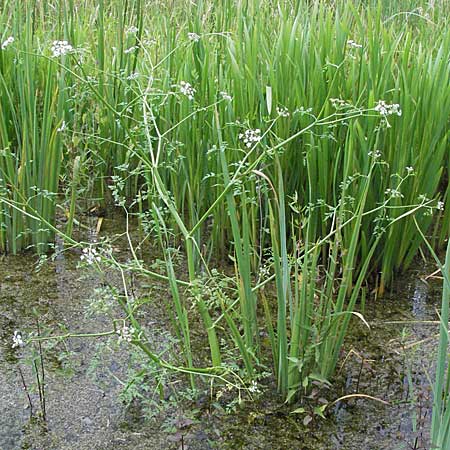 Oenanthe aquatica \ Groer Wasserfenchel, Pferdesaat / Fine-Leaved Water Dropwort, D Hemsbach 9.7.2007