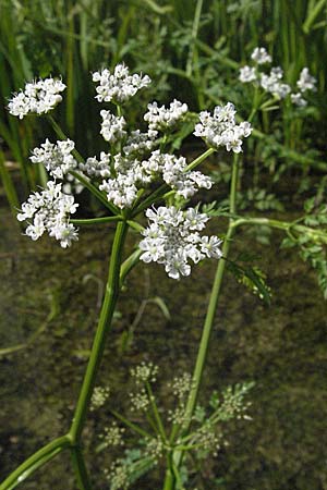 Oenanthe aquatica \ Groer Wasserfenchel, Pferdesaat / Fine-Leaved Water Dropwort, D Hemsbach 9.7.2007
