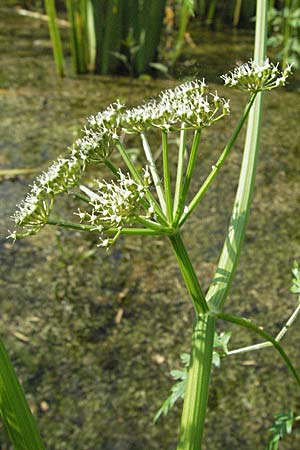 Oenanthe aquatica \ Groer Wasserfenchel, Pferdesaat / Fine-Leaved Water Dropwort, D Hemsbach 9.7.2007