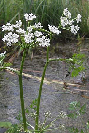 Oenanthe aquatica \ Groer Wasserfenchel, Pferdesaat / Fine-Leaved Water Dropwort, D Hemsbach 9.7.2007