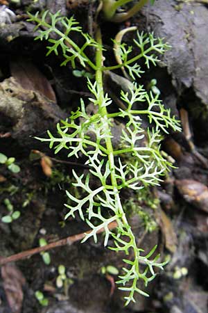 Oenanthe aquatica \ Groer Wasserfenchel, Pferdesaat / Fine-Leaved Water Dropwort, D Hemsbach 13.5.2009
