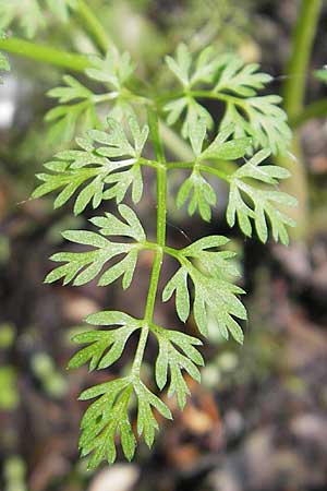 Oenanthe aquatica \ Groer Wasserfenchel, Pferdesaat / Fine-Leaved Water Dropwort, D Hemsbach 13.5.2009