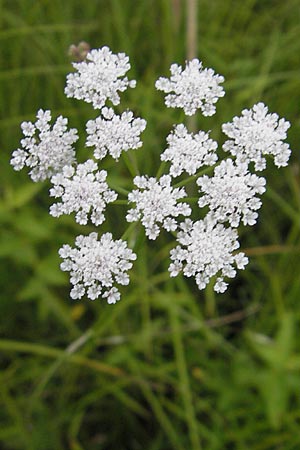 Oenanthe lachenalii \ Wiesen-Wasserfenchel, Lachenals Wasserfenchel / Parsley Water Dropwort, D Offenburg 27.7.2009