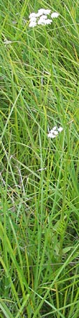 Oenanthe lachenalii \ Wiesen-Wasserfenchel, Lachenals Wasserfenchel / Parsley Water Dropwort, D Offenburg 27.7.2009