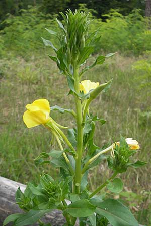Oenothera suaveolens ? \ Wohlriechende Nachtkerze / Smelling Evening Primrose, D Sandhausen 23.6.2011