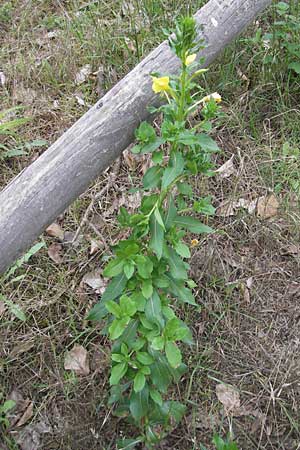 Oenothera suaveolens ? \ Wohlriechende Nachtkerze / Smelling Evening Primrose, D Sandhausen 23.6.2011
