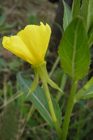 Oenothera suaveolens ? \ Wohlriechende Nachtkerze / Smelling Evening Primrose, D Sandhausen 23.6.2011