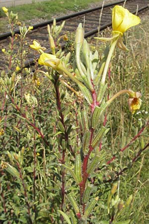 Oenothera ersteinensis \ Ersteiner Nachtkerze / Erstein Evening Primrose, D Kehl 9.7.2011