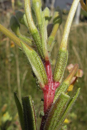 Oenothera ersteinensis \ Ersteiner Nachtkerze / Erstein Evening Primrose, D Kehl 9.7.2011