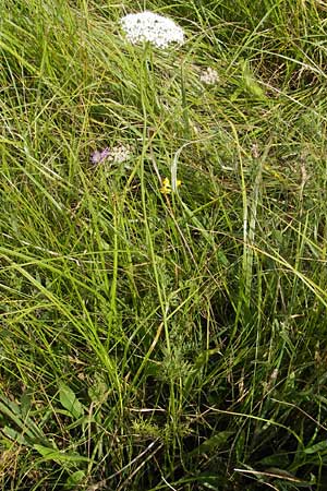 Selinum carvifolia \ Kmmelblttrige Silge / Cambridge Milk Parsley, D Pfalz, Bellheim 23.7.2011