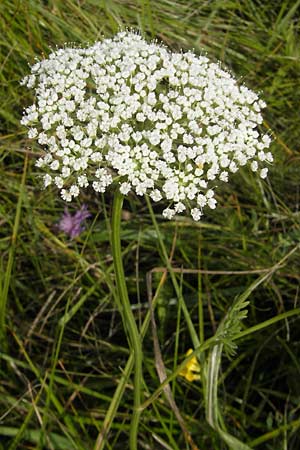 Selinum carvifolia \ Kmmelblttrige Silge / Cambridge Milk Parsley, D Pfalz, Bellheim 23.7.2011
