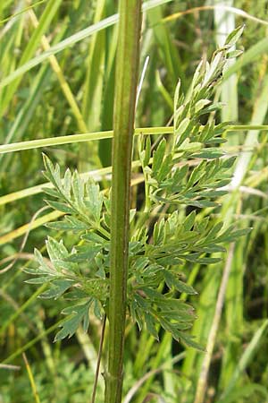 Selinum carvifolia \ Kmmelblttrige Silge / Cambridge Milk Parsley, D Pfalz, Bellheim 23.7.2011