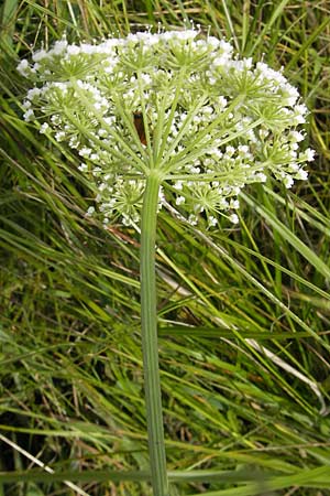 Selinum carvifolia \ Kmmelblttrige Silge / Cambridge Milk Parsley, D Pfalz, Bellheim 23.7.2011