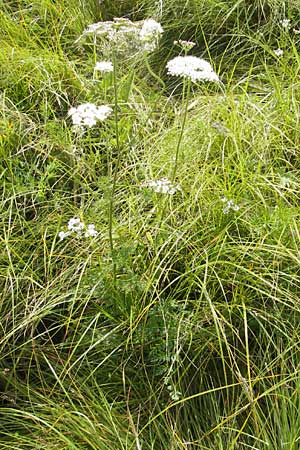 Selinum carvifolia \ Kmmelblttrige Silge / Cambridge Milk Parsley, D Pfalz, Bellheim 23.7.2011