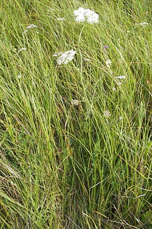 Selinum carvifolia \ Kmmelblttrige Silge / Cambridge Milk Parsley, D Pfalz, Bellheim 23.7.2011