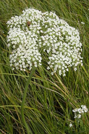 Selinum carvifolia \ Kmmelblttrige Silge / Cambridge Milk Parsley, D Pfalz, Bellheim 23.7.2011
