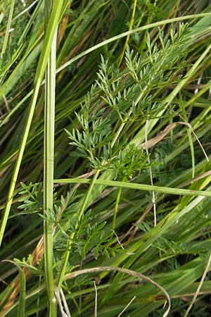 Selinum carvifolia \ Kmmelblttrige Silge / Cambridge Milk Parsley, D Pfalz, Bellheim 23.7.2011