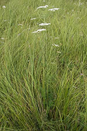 Selinum carvifolia \ Kmmelblttrige Silge / Cambridge Milk Parsley, D Pfalz, Bellheim 23.7.2011